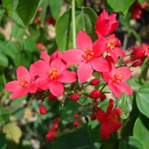 Jatropha Integerrima, Peregrine, Spicy Jatropha - www.FOP.ae Buy online Best and Healthy Plants and quality products guarantee in Dubai Plants Shop in Dubai Abu Dhabi all over UAE Plants near me Fresh Plants in Dubai where to buy plants in UAE - FOP.ae