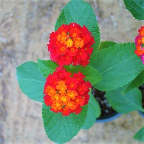 Lantana Camara, Red Sage - www.FOP.ae Buy online Best and Healthy Plants and quality products guarantee in Dubai Plants Shop in Dubai Abu Dhabi all over UAE Plants near me Fresh Plants in Dubai where to buy plants in UAE - FOP.ae