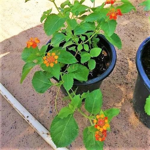 Lantana Camara, Red Sage - www.FOP.ae Buy online Best and Healthy Plants and quality products guarantee in Dubai Plants Shop in Dubai Abu Dhabi all over UAE Plants near me Fresh Plants in Dubai where to buy plants in UAE - FOP.ae