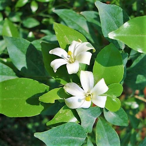 Murraya paniculata, Orange, Thai Jasmine - www.FOP.ae Buy online Best and Healthy Plants and quality products guarantee in Dubai Plants Shop in Dubai Abu Dhabi all over UAE Plants near me Fresh Plants in Dubai where to buy plants in UAE - FOP.ae
