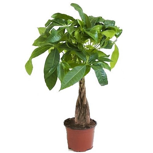 Pachira Aquatica, Money Tree (Twisted Trunk) - www.FOP.ae Buy online Best and Healthy Plants and quality products guarantee in Dubai Plants Shop in Dubai Abu Dhabi all over UAE Plants near me Fresh Plants in Dubai where to buy plants in UAE - FOP.ae