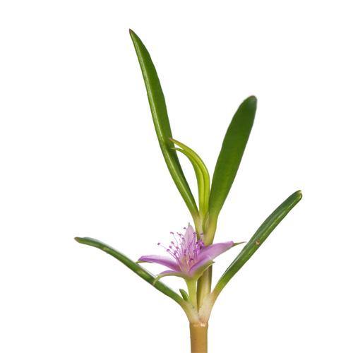 Sesuvium Portulacastrum, Shoreline Seapurslane (small) - www.FOP.ae Buy online Best and Healthy Plants and quality products guarantee in Dubai Plants Shop in Dubai Abu Dhabi all over UAE Plants near me Fresh Plants in Dubai where to buy plants in UAE - FOP.ae