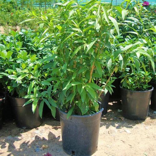 Cestrum nocturnum, Night Queen, Night-blooming jasmine - www.FOP.ae Buy online Best and Healthy Plants and quality products guarantee in Dubai Plants Shop in Dubai Abu Dhabi all over UAE Plants near me Fresh Plants in Dubai where to buy plants in UAE - FOP.ae