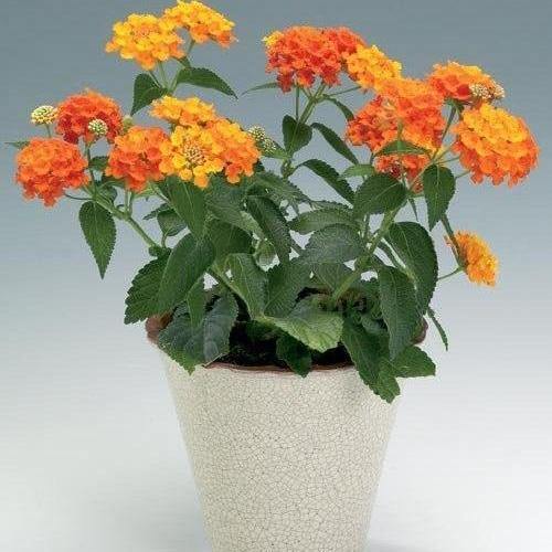 Lantana Camara, Red Sage - www.FOP.ae Buy online Best and Healthy Plants and quality products guarantee in Dubai Plants Shop in Dubai Abu Dhabi all over UAE Plants near me Fresh Plants in Dubai where to buy plants in UAE - FOP.ae