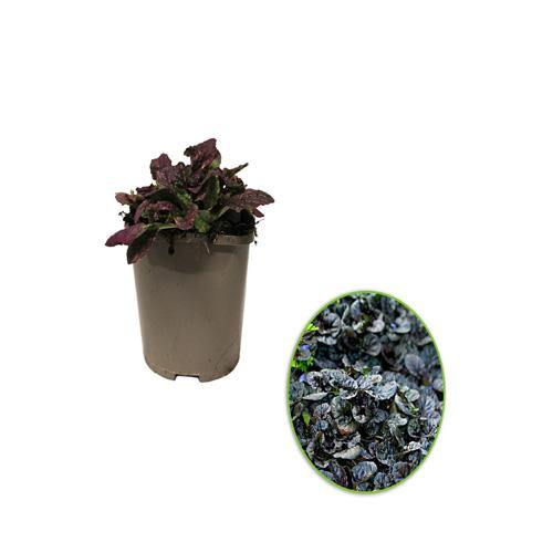 Ajuga Reptans, Bugleherb (small) - www.FOP.ae Buy online Best and Healthy Plants and quality products guarantee in Dubai Plants Shop in Dubai Abu Dhabi all over UAE Plants near me Fresh Plants in Dubai where to buy plants in UAE - FOP.ae