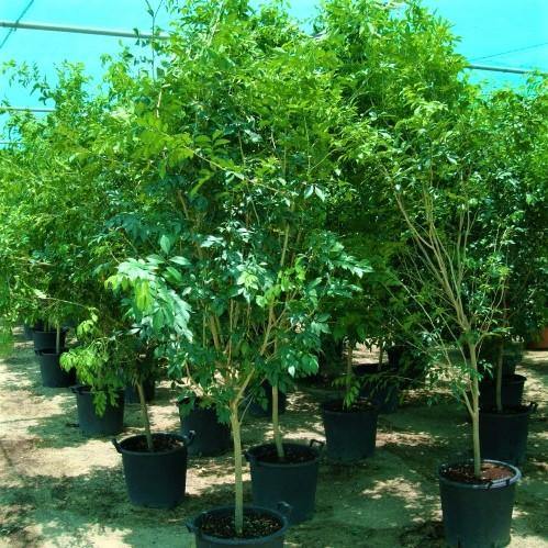 Murraya paniculata, Orange, Thai Jasmine - www.FOP.ae Buy online Best and Healthy Plants and quality products guarantee in Dubai Plants Shop in Dubai Abu Dhabi all over UAE Plants near me Fresh Plants in Dubai where to buy plants in UAE - FOP.ae