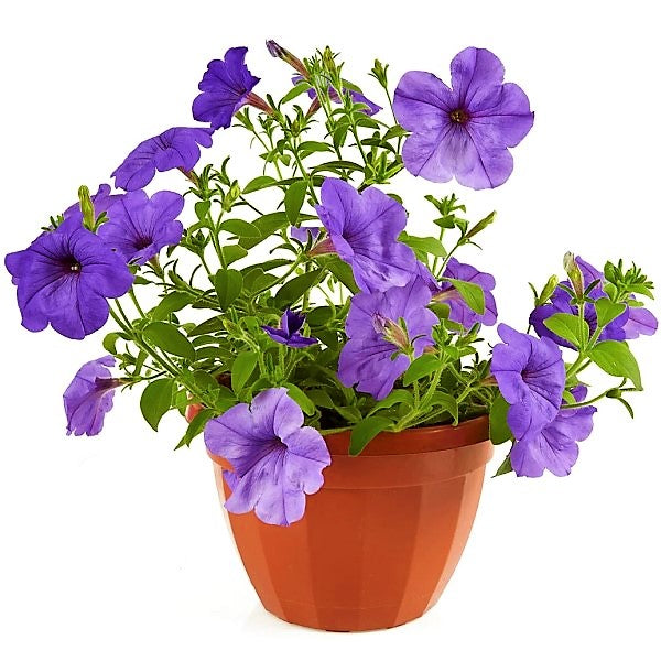 Ruellia Ciliosa, Wild Petunia (small) - www.FOP.ae Buy online Best and Healthy Plants and quality products guarantee in Dubai Plants Shop in Dubai Abu Dhabi all over UAE Plants near me Fresh Plants in Dubai where to buy plants in UAE - FOP.ae