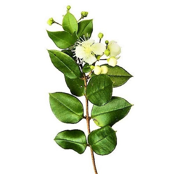 ‎Myrtle, Myrtus Communis - www.FOP.ae Buy online Best and Healthy Plants and quality products guarantee in Dubai Plants Shop in Dubai Abu Dhabi all over UAE Plants near me Fresh Plants in Dubai where to buy plants in UAE - FOP.ae