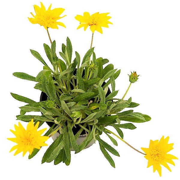 Gazania Uniflora, Treasure Flower (small) - www.FOP.ae Buy online Best and Healthy Plants and quality products guarantee in Dubai Plants Shop in Dubai Abu Dhabi all over UAE Plants near me Fresh Plants in Dubai where to buy plants in UAE - FOP.ae