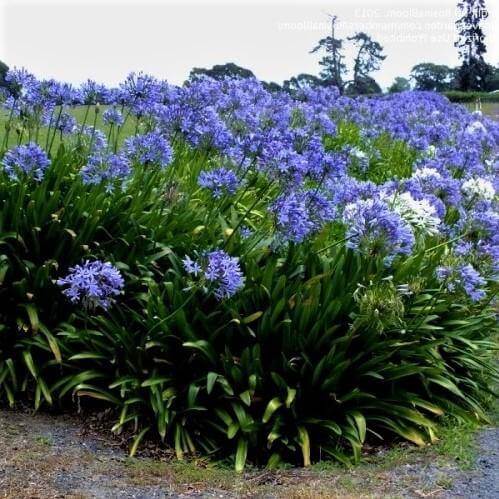 Agapanthus African, African Lily - www.FOP.ae Buy online Best and Healthy Plants and quality products guarantee in Dubai Plants Shop in Dubai Abu Dhabi all over UAE Plants near me Fresh Plants in Dubai where to buy plants in UAE - FOP.ae