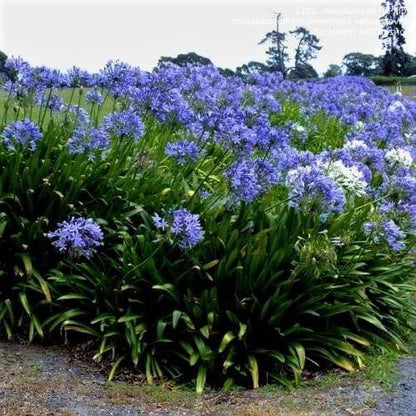 Agapanthus African, African Lily - www.FOP.ae Buy online Best and Healthy Plants and quality products guarantee in Dubai Plants Shop in Dubai Abu Dhabi all over UAE Plants near me Fresh Plants in Dubai where to buy plants in UAE - FOP.ae