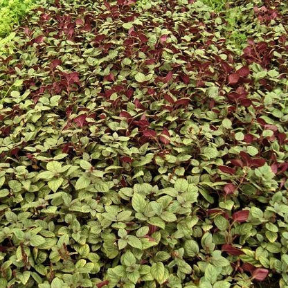 Ajuga Reptans, Bugleherb (small) - www.FOP.ae Buy online Best and Healthy Plants and quality products guarantee in Dubai Plants Shop in Dubai Abu Dhabi all over UAE Plants near me Fresh Plants in Dubai where to buy plants in UAE - FOP.ae