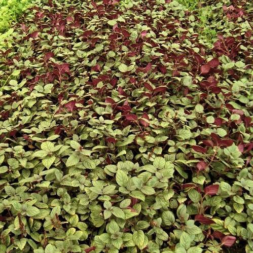 Ajuga Reptans, Bugleherb (small) - www.FOP.ae Buy online Best and Healthy Plants and quality products guarantee in Dubai Plants Shop in Dubai Abu Dhabi all over UAE Plants near me Fresh Plants in Dubai where to buy plants in UAE - FOP.ae