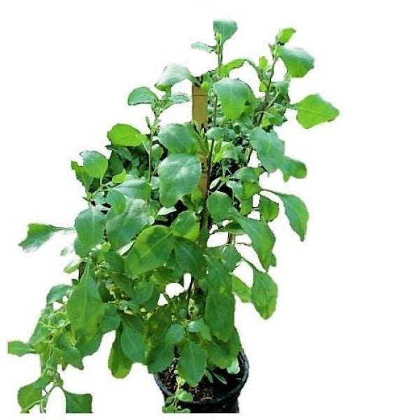 Atriplex Semibaccata, Berry SaltBush - www.FOP.ae Buy online Best and Healthy Plants and quality products guarantee in Dubai Plants Shop in Dubai Abu Dhabi all over UAE Plants near me Fresh Plants in Dubai where to buy plants in UAE - FOP.ae