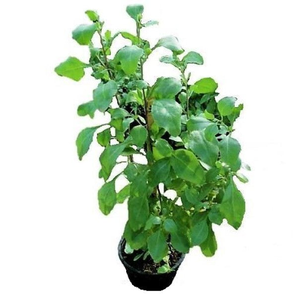 Atriplex semibaccata, Salt Bush - www.FOP.ae Buy online Best and Healthy Plants and quality products guarantee in Dubai Plants Shop in Dubai Abu Dhabi all over UAE Plants near me Fresh Plants in Dubai where to buy plants in UAE - FOP.ae