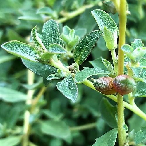 Atriplex semibaccata, Salt Bush - www.FOP.ae Buy online Best and Healthy Plants and quality products guarantee in Dubai Plants Shop in Dubai Abu Dhabi all over UAE Plants near me Fresh Plants in Dubai where to buy plants in UAE - FOP.ae