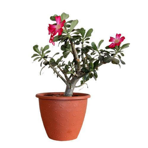 Adenium Obesum, Desert Rose, وردة الصحراء - www.FOP.ae Buy online Best and Healthy Plants and quality products guarantee in Dubai Plants Shop in Dubai Abu Dhabi all over UAE Plants near me Fresh Plants in Dubai where to buy plants in UAE - FOP.ae