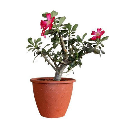 Adenium Obesum, Desert Rose, وردة الصحراء - www.FOP.ae Buy online Best and Healthy Plants and quality products guarantee in Dubai Plants Shop in Dubai Abu Dhabi all over UAE Plants near me Fresh Plants in Dubai where to buy plants in UAE - FOP.ae