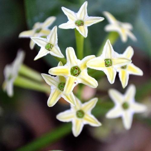 Cestrum nocturnum, Night Queen, Night-blooming jasmine - www.FOP.ae Buy online Best and Healthy Plants and quality products guarantee in Dubai Plants Shop in Dubai Abu Dhabi all over UAE Plants near me Fresh Plants in Dubai where to buy plants in UAE - FOP.ae