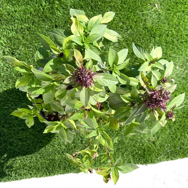 Rehan Herb, Persian Basil, Ocimum Basilicum - www.FOP.ae Buy online Best and Healthy Plants and quality products guarantee in Dubai Plants Shop in Dubai Abu Dhabi all over UAE Plants near me Fresh Plants in Dubai where to buy plants in UAE - FOP.ae