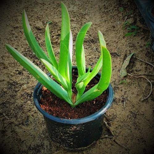 Carpobrotus Edulis, Ice Plant (small) - www.FOP.ae Buy online Best and Healthy Plants and quality products guarantee in Dubai Plants Shop in Dubai Abu Dhabi all over UAE Plants near me Fresh Plants in Dubai where to buy plants in UAE - FOP.ae