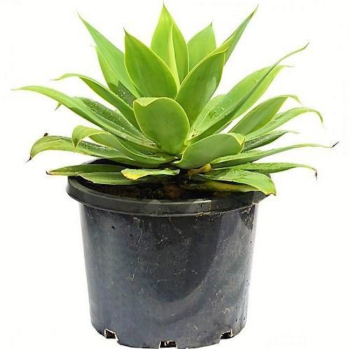 Agave Attenuata, Spineless Century Plant - www.FOP.ae Buy online Best and Healthy Plants and quality products guarantee in Dubai Plants Shop in Dubai Abu Dhabi all over UAE Plants near me Fresh Plants in Dubai where to buy plants in UAE - FOP.ae