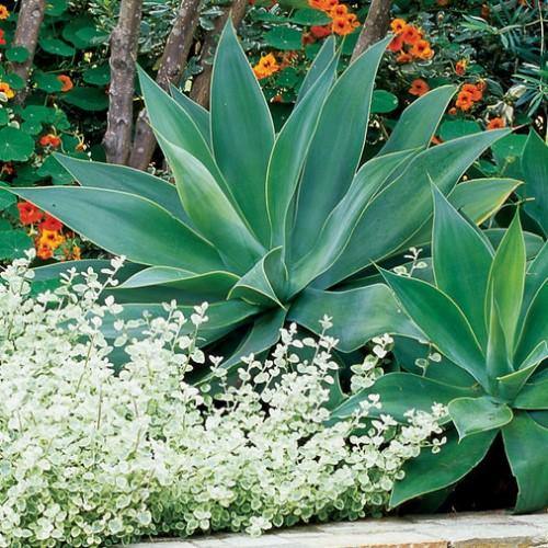 Agave Attenuata, Spineless Century Plant - www.FOP.ae Buy online Best and Healthy Plants and quality products guarantee in Dubai Plants Shop in Dubai Abu Dhabi all over UAE Plants near me Fresh Plants in Dubai where to buy plants in UAE - FOP.ae