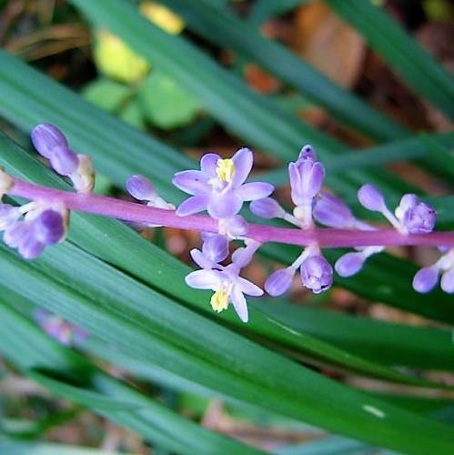 Liriope Muscari, Lilyturf - www.FOP.ae Buy online Best and Healthy Plants and quality products guarantee in Dubai Plants Shop in Dubai Abu Dhabi all over UAE Plants near me Fresh Plants in Dubai where to buy plants in UAE - FOP.ae
