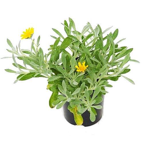 Gazania Uniflora, Treasure Flower (small) - www.FOP.ae Buy online Best and Healthy Plants and quality products guarantee in Dubai Plants Shop in Dubai Abu Dhabi all over UAE Plants near me Fresh Plants in Dubai where to buy plants in UAE - FOP.ae