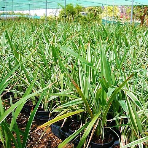 Dianella Tasmanica, Variegata, Tasman Flax-lily - www.FOP.ae Buy online Best and Healthy Plants and quality products guarantee in Dubai Plants Shop in Dubai Abu Dhabi all over UAE Plants near me Fresh Plants in Dubai where to buy plants in UAE - FOP.ae