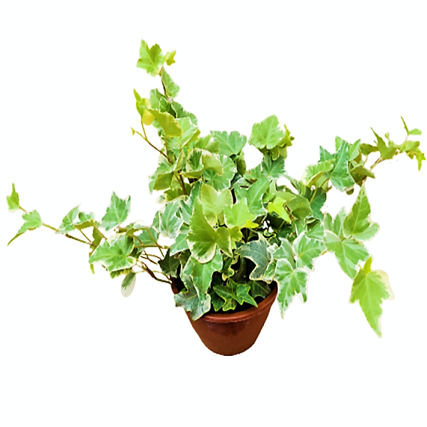 Hedera variegata, Variegated English Ivy - www.FOP.ae Buy online Best and Healthy Plants and quality products guarantee in Dubai Plants Shop in Dubai Abu Dhabi all over UAE Plants near me Fresh Plants in Dubai where to buy plants in UAE - FOP.ae