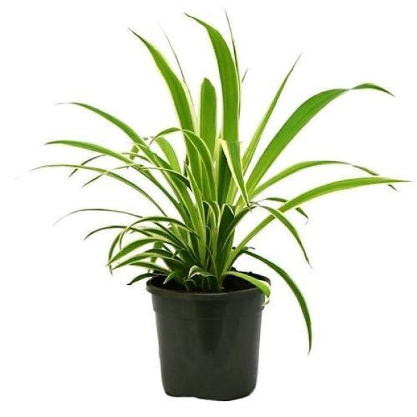 Dianella Tasmanica, Variegata, Tasman Flax-lily - www.FOP.ae Buy online Best and Healthy Plants and quality products guarantee in Dubai Plants Shop in Dubai Abu Dhabi all over UAE Plants near me Fresh Plants in Dubai where to buy plants in UAE - FOP.ae