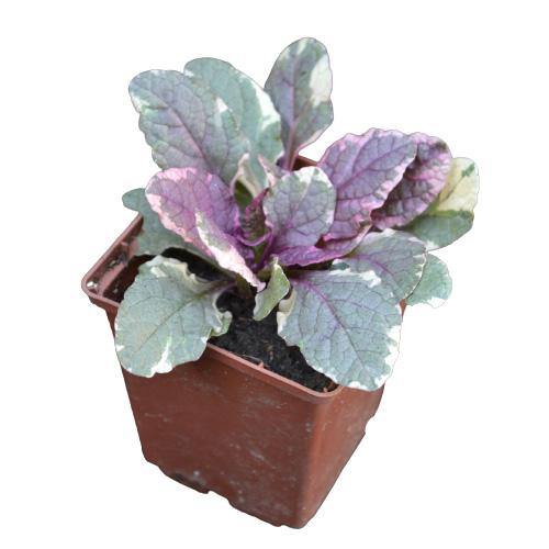 Ajuga Reptans, Bugleherb (small) - www.FOP.ae Buy online Best and Healthy Plants and quality products guarantee in Dubai Plants Shop in Dubai Abu Dhabi all over UAE Plants near me Fresh Plants in Dubai where to buy plants in UAE - FOP.ae