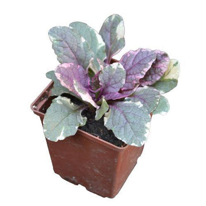 Ajuga Reptans, Bugleherb (small) - www.FOP.ae Buy online Best and Healthy Plants and quality products guarantee in Dubai Plants Shop in Dubai Abu Dhabi all over UAE Plants near me Fresh Plants in Dubai where to buy plants in UAE - FOP.ae