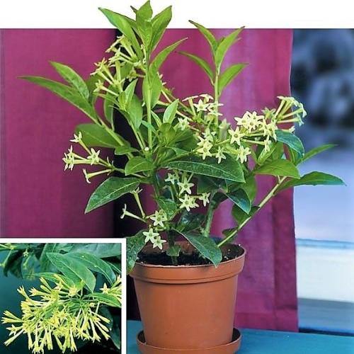 Cestrum nocturnum, Night Queen, Night-blooming jasmine - www.FOP.ae Buy online Best and Healthy Plants and quality products guarantee in Dubai Plants Shop in Dubai Abu Dhabi all over UAE Plants near me Fresh Plants in Dubai where to buy plants in UAE - FOP.ae