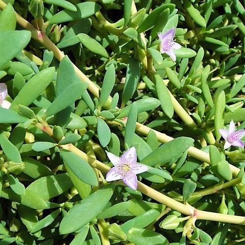 Sesuvium Portulacastrum, Shoreline Seapurslane (small) - www.FOP.ae Buy online Best and Healthy Plants and quality products guarantee in Dubai Plants Shop in Dubai Abu Dhabi all over UAE Plants near me Fresh Plants in Dubai where to buy plants in UAE - FOP.ae