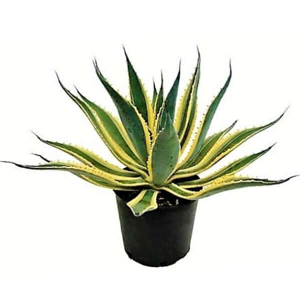 Agave americana marginata, Variegated Century Plant - www.FOP.ae Buy online Best and Healthy Plants and quality products guarantee in Dubai Plants Shop in Dubai Abu Dhabi all over UAE Plants near me Fresh Plants in Dubai where to buy plants in UAE - FOP.ae