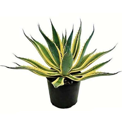 Agave americana marginata, Variegated Century Plant - www.FOP.ae Buy online Best and Healthy Plants and quality products guarantee in Dubai Plants Shop in Dubai Abu Dhabi all over UAE Plants near me Fresh Plants in Dubai where to buy plants in UAE - FOP.ae