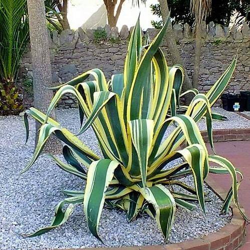 Agave americana marginata, Variegated Century Plant - www.FOP.ae Buy online Best and Healthy Plants and quality products guarantee in Dubai Plants Shop in Dubai Abu Dhabi all over UAE Plants near me Fresh Plants in Dubai where to buy plants in UAE - FOP.ae