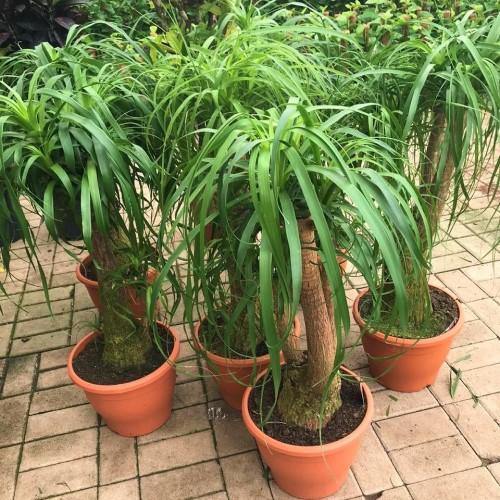 Beaucarnea Recurvata, Elephant-Foot Tree - www.FOP.ae Buy online Best and Healthy Plants and quality products guarantee in Dubai Plants Shop in Dubai Abu Dhabi all over UAE Plants near me Fresh Plants in Dubai where to buy plants in UAE - FOP.ae
