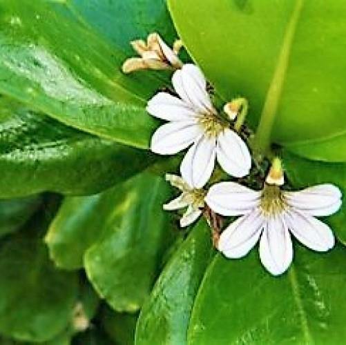 Scaevola frutescens, Vahl Beach Naupaka, Hawaiian Half Flower, Sea Lettuce - www.FOP.ae Buy online Best and Healthy Plants and quality products guarantee in Dubai Plants Shop in Dubai Abu Dhabi all over UAE Plants near me Fresh Plants in Dubai where to buy plants in UAE - FOP.ae