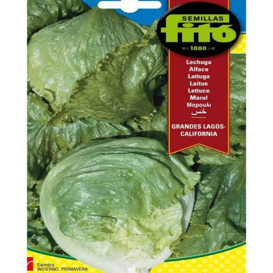 Lettuce Grandes Lagos California Seeds - www.FOP.ae Buy online Best and Healthy Plants and quality products guarantee in Dubai Plants Shop in Dubai Abu Dhabi all over UAE Plants near me Fresh Plants in Dubai where to buy plants in UAE - FOP.ae