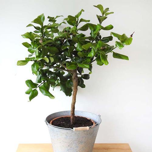 Lime, Binzaheer - www.FOP.ae Buy online Best and Healthy Plants and quality products guarantee in Dubai Plants Shop in Dubai Abu Dhabi all over UAE Plants near me Fresh Plants in Dubai where to buy plants in UAE - FOP.ae