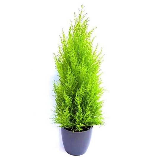 Goldcrest Wilma, Cupressus macrocarpa, Lemon Cyperus - www.FOP.ae Buy online Best and Healthy Plants and quality products guarantee in Dubai Plants Shop in Dubai Abu Dhabi all over UAE Plants near me Fresh Plants in Dubai where to buy plants in UAE - FOP.ae