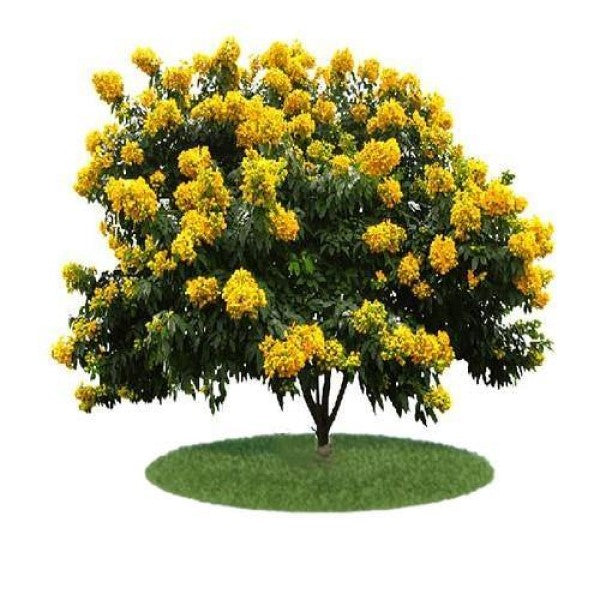 Cassia Bicapsularis, Butterfly bush - www.FOP.ae Buy online Best and Healthy Plants and quality products guarantee in Dubai Plants Shop in Dubai Abu Dhabi all over UAE Plants near me Fresh Plants in Dubai where to buy plants in UAE - FOP.ae
