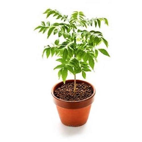 Cassia Surattensis, Scrambled Egg Plant - www.FOP.ae Buy online Best and Healthy Plants and quality products guarantee in Dubai Plants Shop in Dubai Abu Dhabi all over UAE Plants near me Fresh Plants in Dubai where to buy plants in UAE - FOP.ae