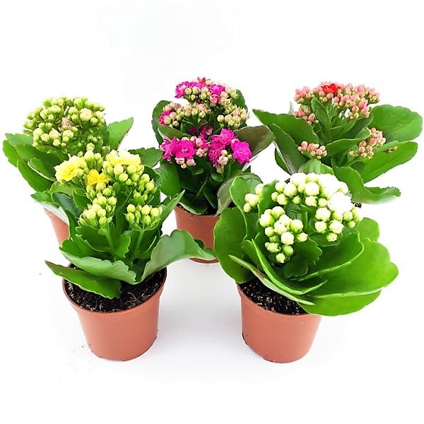 Flaming Katy, Kalanchoe blossfeldiana, indoor - www.FOP.ae Buy online Best and Healthy Plants and quality products guarantee in Dubai Plants Shop in Dubai Abu Dhabi all over UAE Plants near me Fresh Plants in Dubai where to buy plants in UAE - FOP.ae