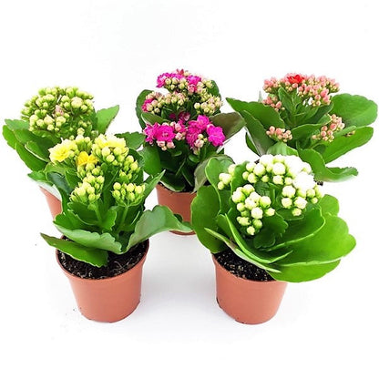 Flaming Katy, Kalanchoe blossfeldiana, indoor - www.FOP.ae Buy online Best and Healthy Plants and quality products guarantee in Dubai Plants Shop in Dubai Abu Dhabi all over UAE Plants near me Fresh Plants in Dubai where to buy plants in UAE - FOP.ae