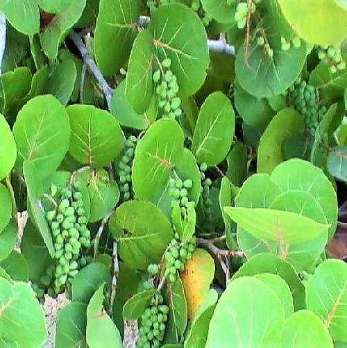 Coccoloba uvifera, Sea Grape - www.FOP.ae Buy online Best and Healthy Plants and quality products guarantee in Dubai Plants Shop in Dubai Abu Dhabi all over UAE Plants near me Fresh Plants in Dubai where to buy plants in UAE - FOP.ae