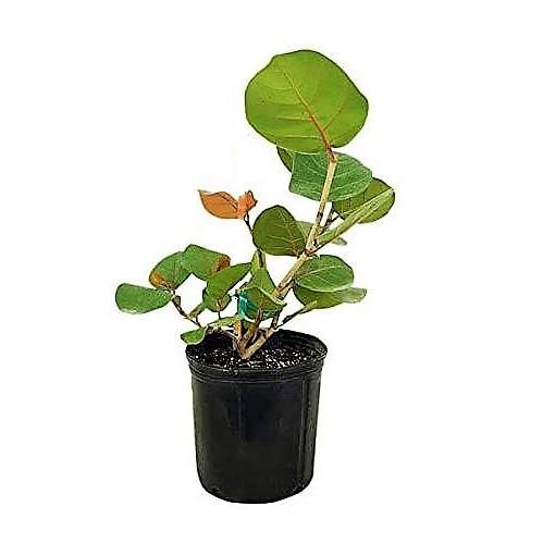 Coccoloba uvifera, Sea Grape - www.FOP.ae Buy online Best and Healthy Plants and quality products guarantee in Dubai Plants Shop in Dubai Abu Dhabi all over UAE Plants near me Fresh Plants in Dubai where to buy plants in UAE - FOP.ae